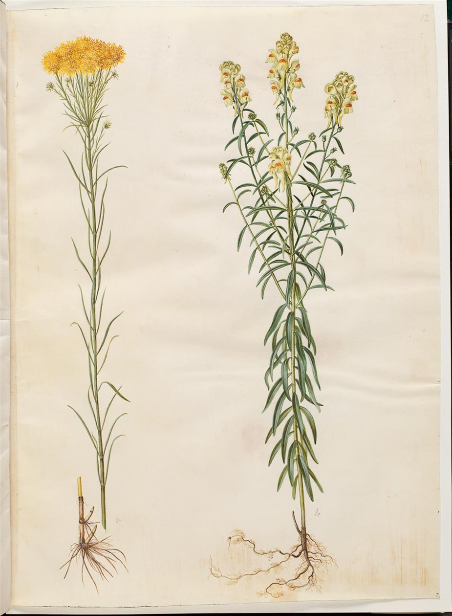 Aster linosyris (金毛アスター); Linaria vulgaris (コッドマウス) 作： ハンス・サイモン・ホルツベッカー