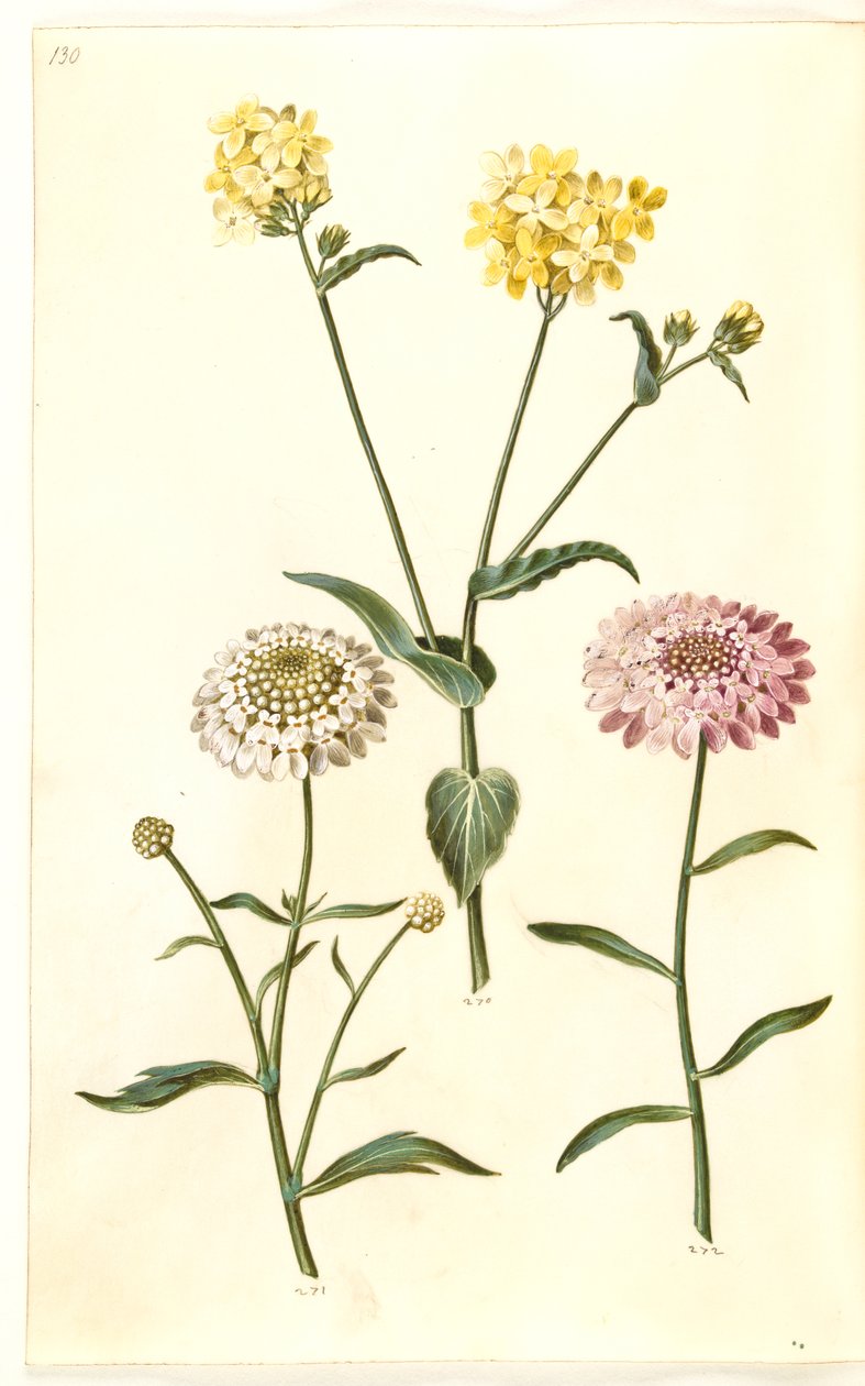 Brassica napus (ナタネ); Iberis amara (苦い弓の花) 作： ハンス・サイモン・ホルツベッカー