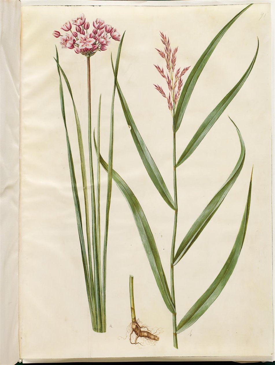 Butomus umbellatus (ブライダルキャンドル); Phragmites australis (ヨシ) 作： ハンス・サイモン・ホルツベッカー