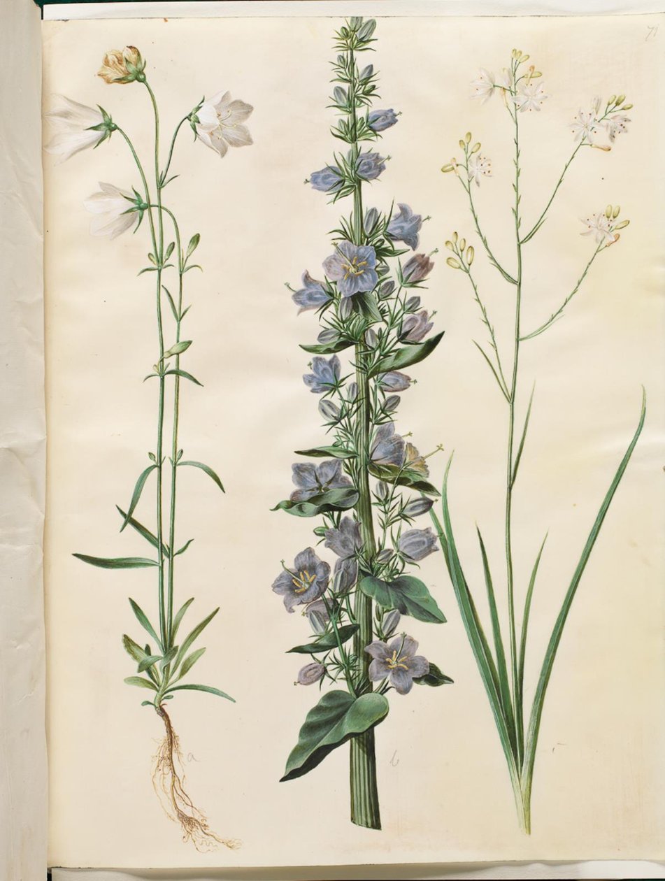 Campanula persicifolia (smalbladet kloke); ピラミッドベル (pyramide-klokke); Anthericum ramosum (grenet edderkopurt) 作： ハンス・サイモン・ホルツベッカー