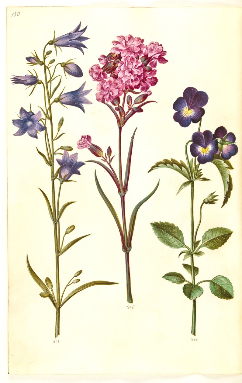 Campanula rotundifolia (小さなベル); Silene viscaria (一般的なタールクローブ); Viola tricolor (一般的なパンジー) 作： ハンス・サイモン・ホルツベッカー