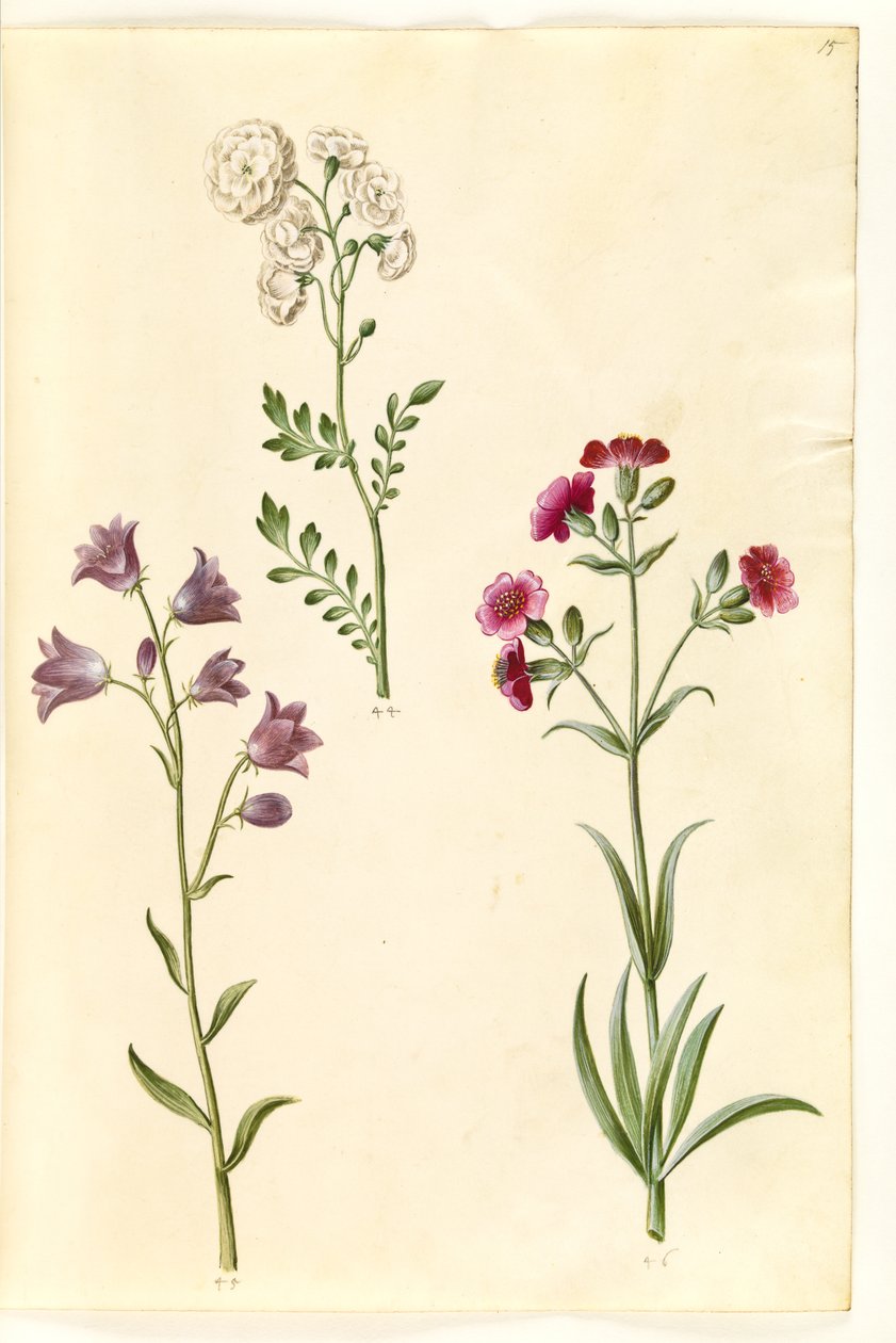 カルダミンプラテンシス（メドウクレス）; Campanula rotundifolia (?) (苦しみの鐘); Silene vulgaris (?) (膀胱蛾) 作： ハンス・サイモン・ホルツベッカー