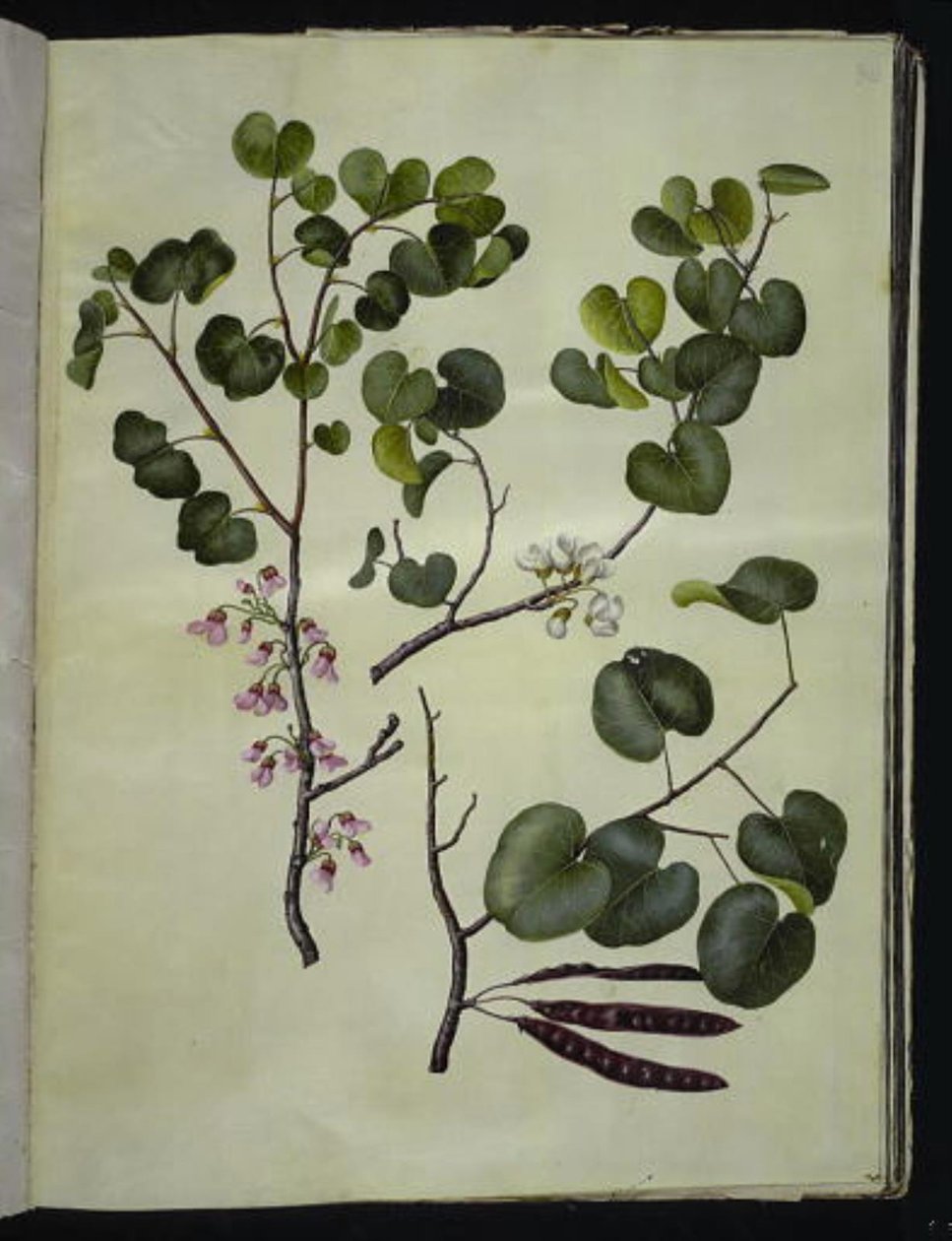Cercis siliquastrum (almindelig judastræ) 作： ハンス・サイモン・ホルツベッカー