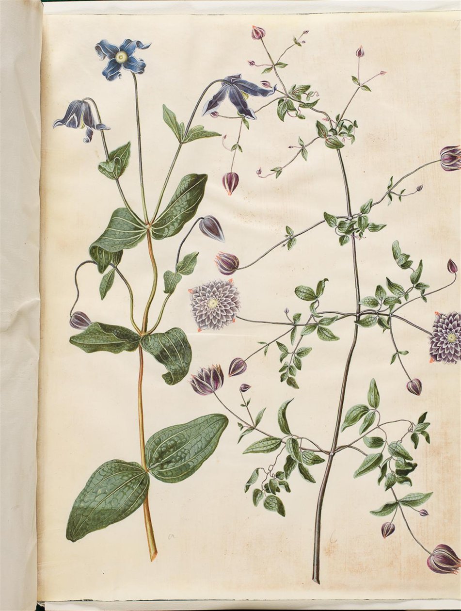 クレマチス インテグリフォリア (青い多年生のクレマチス); Clematis viticella (イタリアのクリーパー) 作： ハンス・サイモン・ホルツベッカー