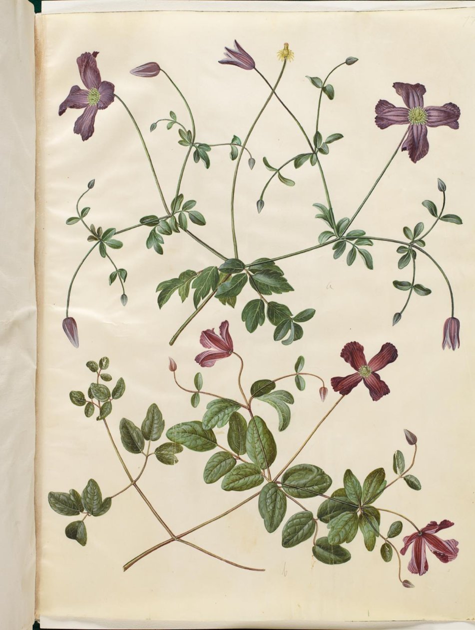 Clematis viticella (イタリアのスコブランケ) 作： ハンス・サイモン・ホルツベッカー