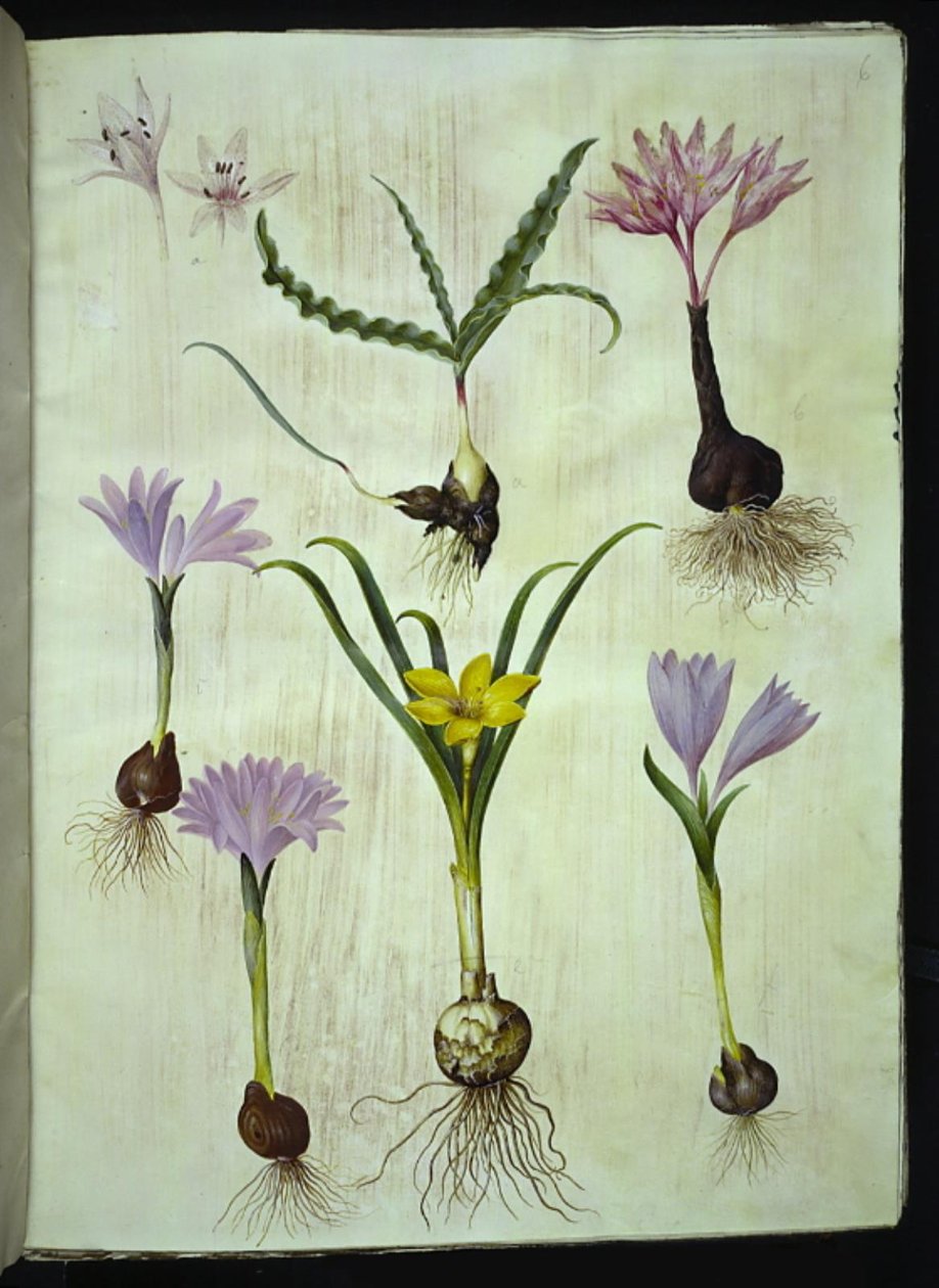 Colchicum variegated (plettet tidløs); Bulbocodium v​​ernum (vår-lysblomst); Sternbergia lutea (almindelig sternbergia) 作： ハンス・サイモン・ホルツベッカー