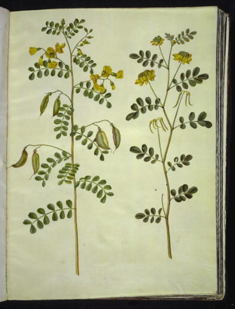 Colutea arborescens (一般的なぼうこう); Hippocrepis emerus (ブッシュホースシュー) 作： ハンス・サイモン・ホルツベッカー