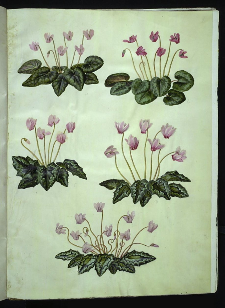Cyclamen purpurascens (真のアルパイン バイオレット); シクラメン ヘデリフォリウム (アイビー リーフ アルパイン バイオレット) 作： ハンス・サイモン・ホルツベッカー