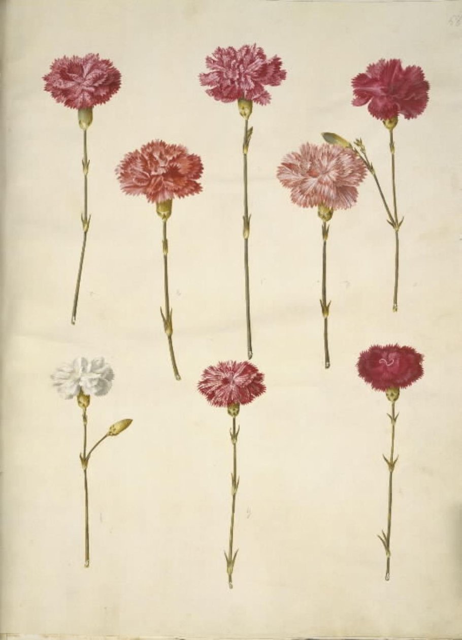Dianthus caryophyllus (ガーデンカーネーション) 作： ハンス・サイモン・ホルツベッカー