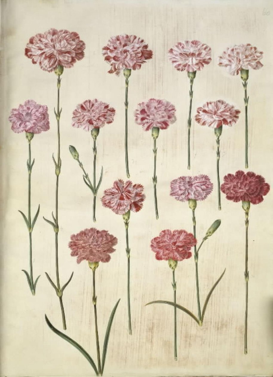 Dianthus caryophyllus (ガーデンカーネーション) 作： ハンス・サイモン・ホルツベッカー