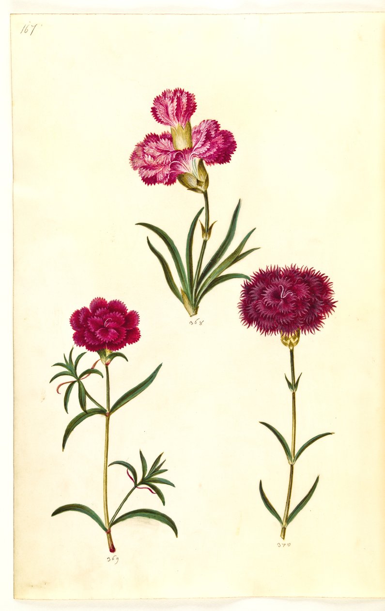 Dianthus caryophyllus (ガーデンカーネーション) 作： ハンス・サイモン・ホルツベッカー