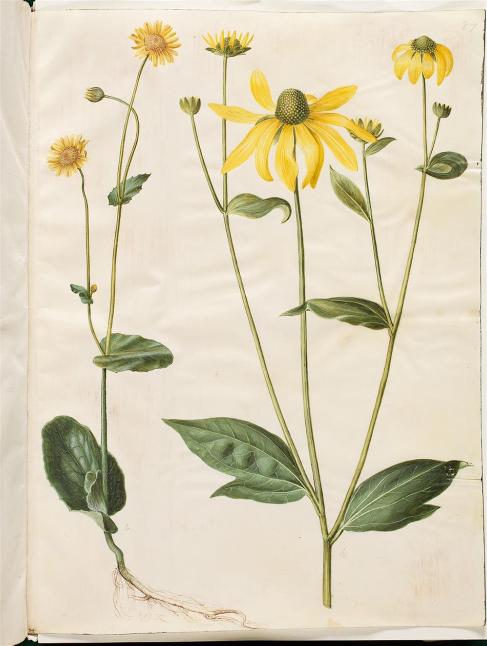 Doronicum pardalianches (hjertebladet gemserod); Rudbeckia laciniata (fliget solhat)   1267256   ja       japanese Successfully Translated  Original: The Sakaki Chapter from "The Tale of Genji" (Genji Sakaki), from a series of Genji parodies Translat: The  作： ハンス・サイモン・ホルツベッカー