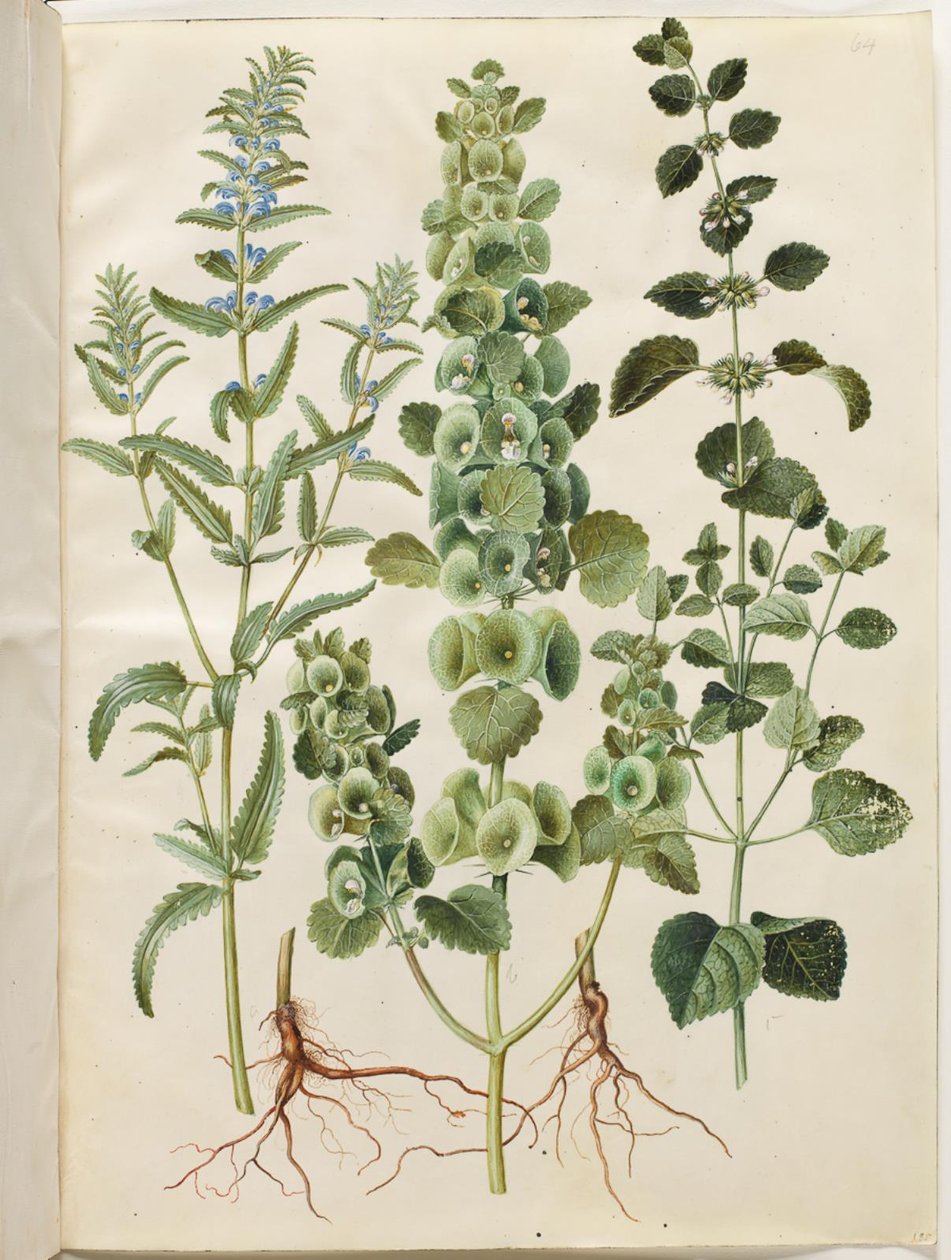 Dracocephalum moldavica (モルダビアのドラゴン ヘッド); Moluccella spinosa (タワーファンネルカップ); メリッサ・オフィシナリス（レモンバーム） 作： ハンス・サイモン・ホルツベッカー