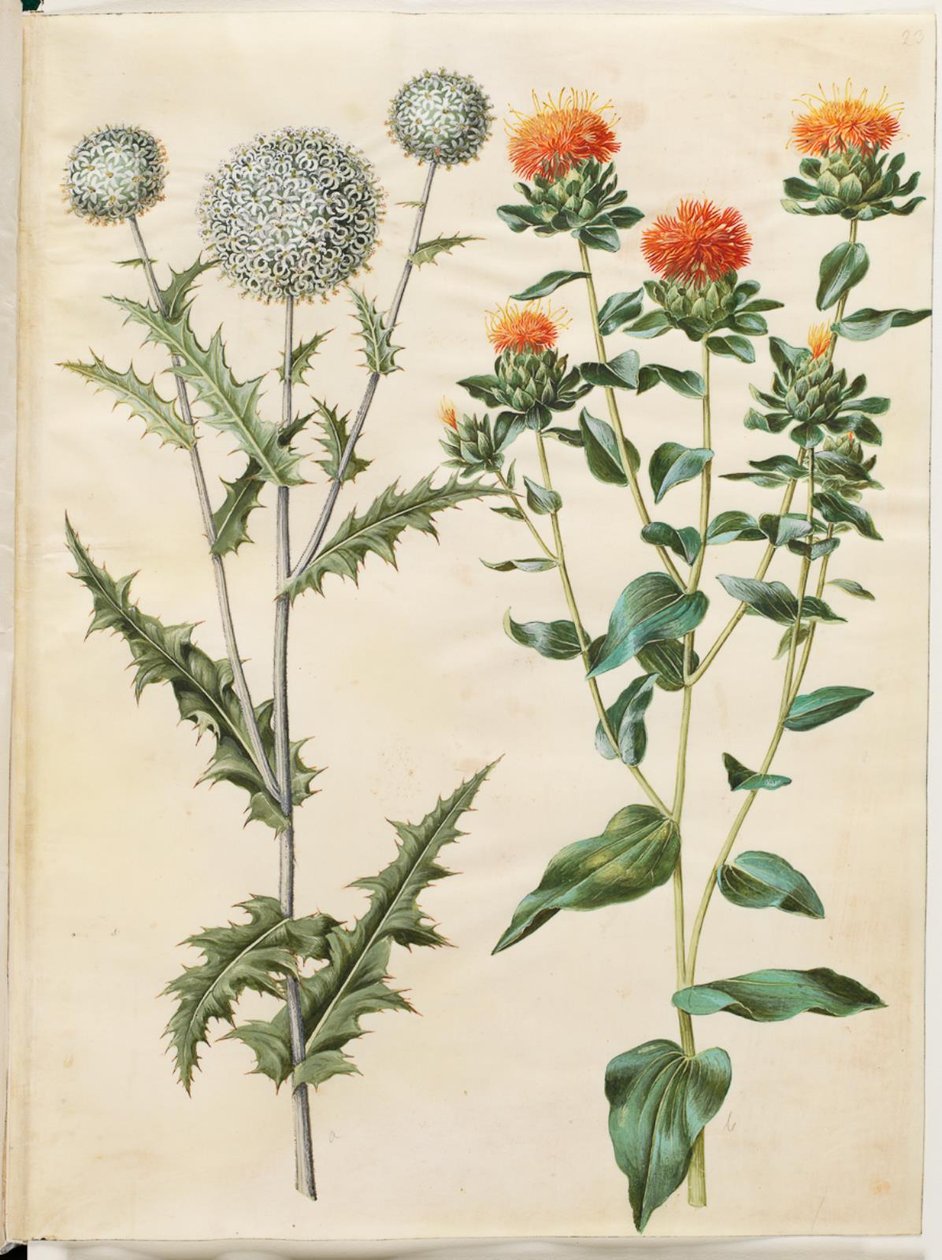 Echinops sphaerocephalus (almindelig tidselkugle); ベニバナの染色 (gul saflortidsel) 作： ハンス・サイモン・ホルツベッカー