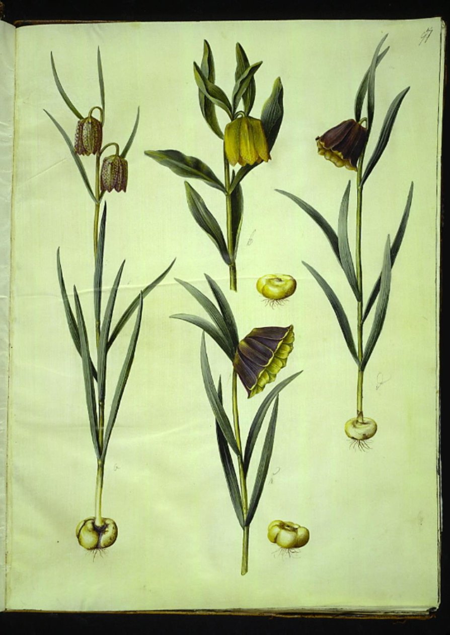 Fritillaria meleagris (一般的なマムシの卵); Fritillaria aurea または Fritillaria tubeiformis & moggridgei (バイブエッグ); バイモモンタナ 作： ハンス・サイモン・ホルツベッカー
