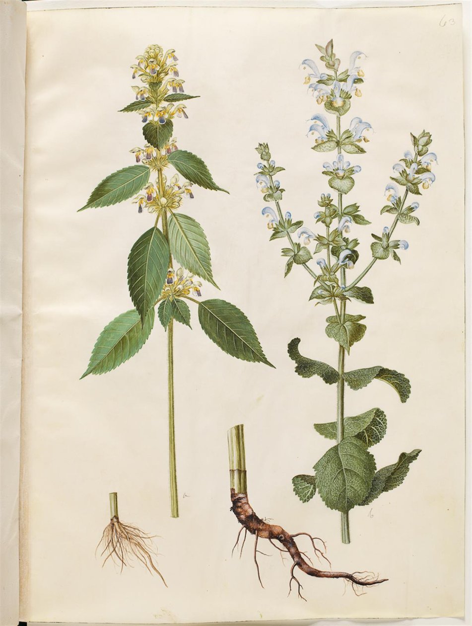 Galeopsis speciosa (麻ゴキブリ); Salvia sclarea（斑入りセージ） 作： ハンス・サイモン・ホルツベッカー