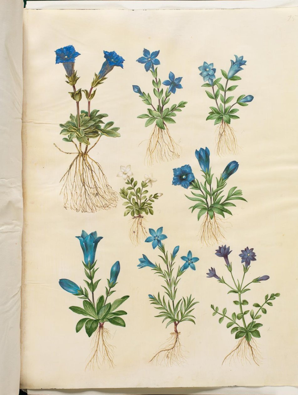 Gentiana acaulis (茎のないリンドウ); リンドウ ヴェルナ (春リンドウ); Gentiana acaulis (茎のないリンドウ); リンドウ（リンドウの種） 作： ハンス・サイモン・ホルツベッカー