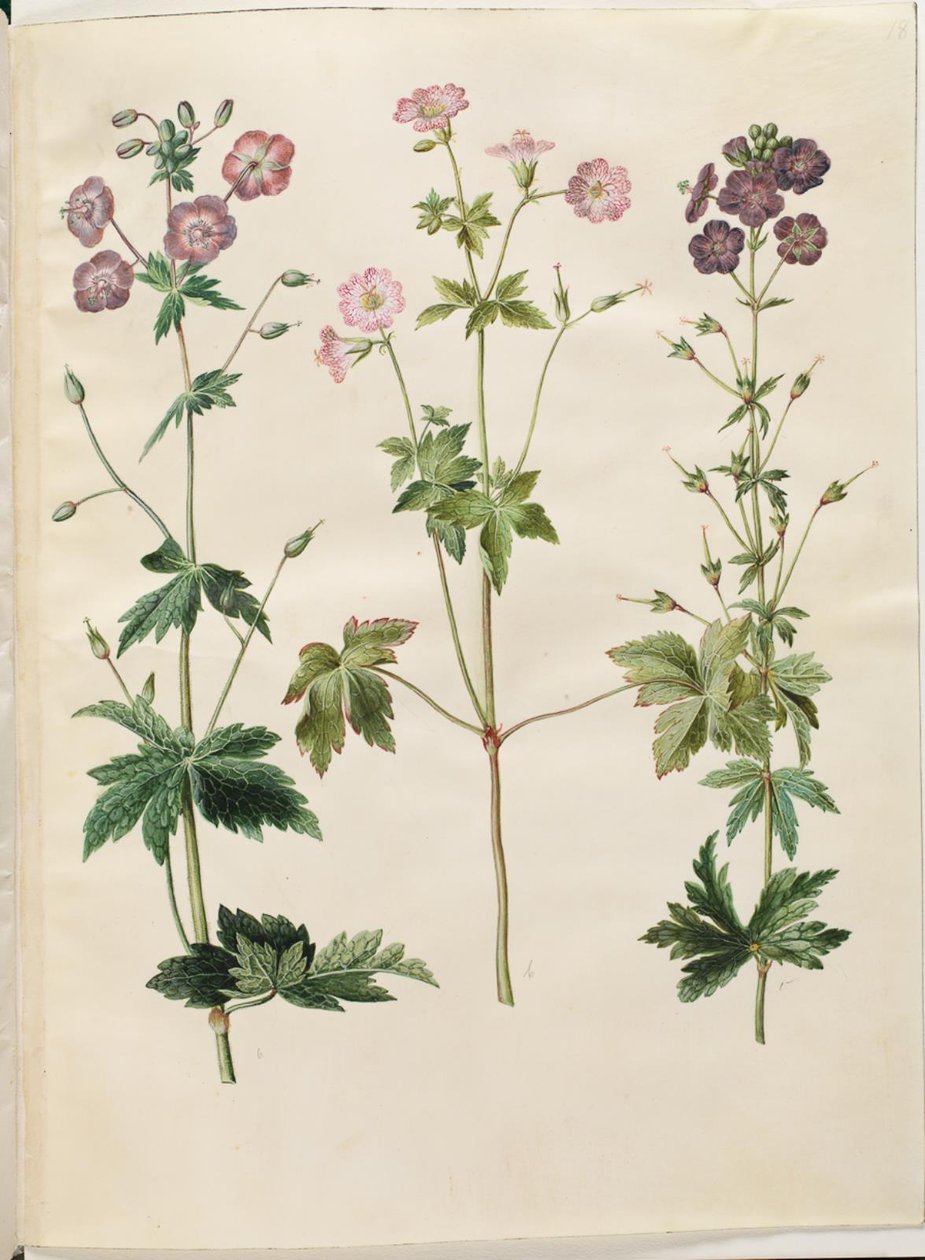 ゼラニウム フェウム (コウノトリのハシビロコウ); Geranium v​​ersicolor (コウノトリのくちばし) 作： ハンス・サイモン・ホルツベッカー