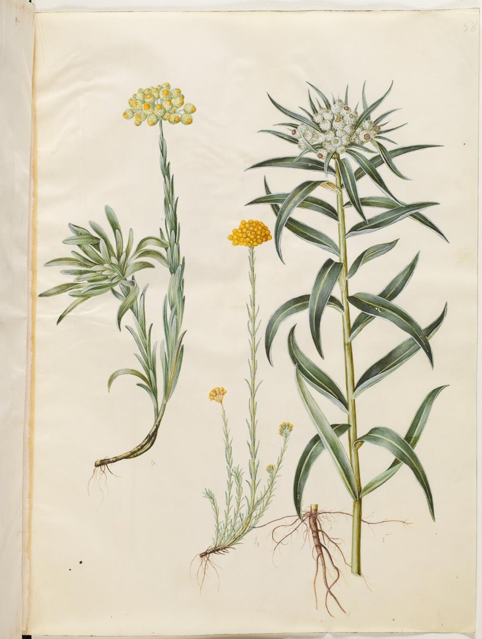 Helichrysum orientale (永遠の低木); Helichrysum Stoechas (悪臭を放つ永遠の花); Anaphalis margaritacea (一般的な真珠のバスケット) 作： ハンス・サイモン・ホルツベッカー