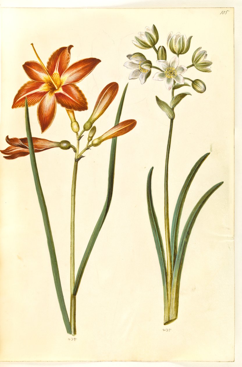 Hemerocallis fulva (ブルン・ダグリエ); Ornithogalum arabicum (mælkestjerne) 作： ハンス・サイモン・ホルツベッカー