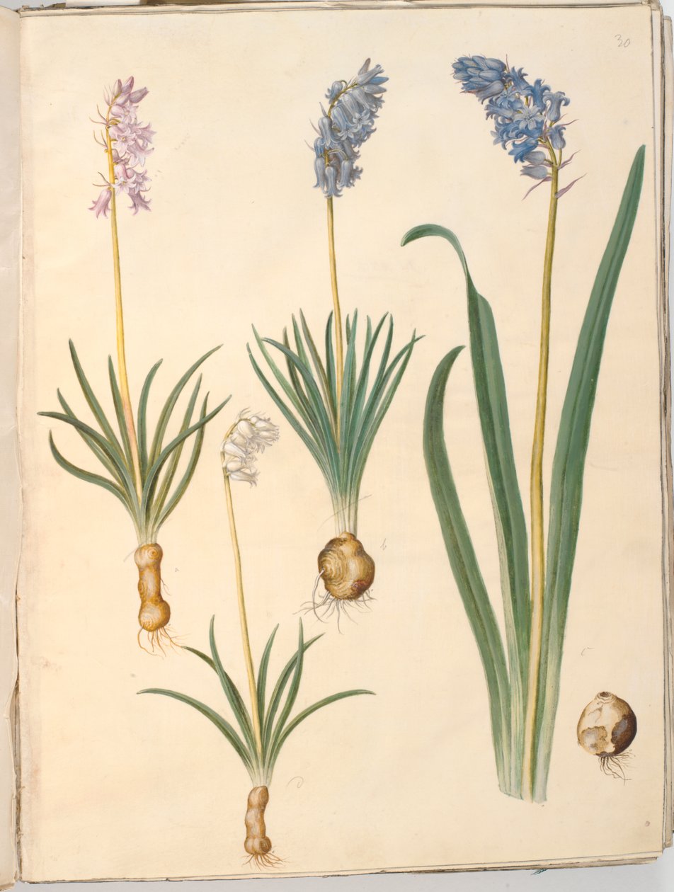 Hyacinthoides non-scripta (一般的なキキョウ); Hyacinthoides hispanica (スペイン桔梗) 作： ハンス・サイモン・ホルツベッカー