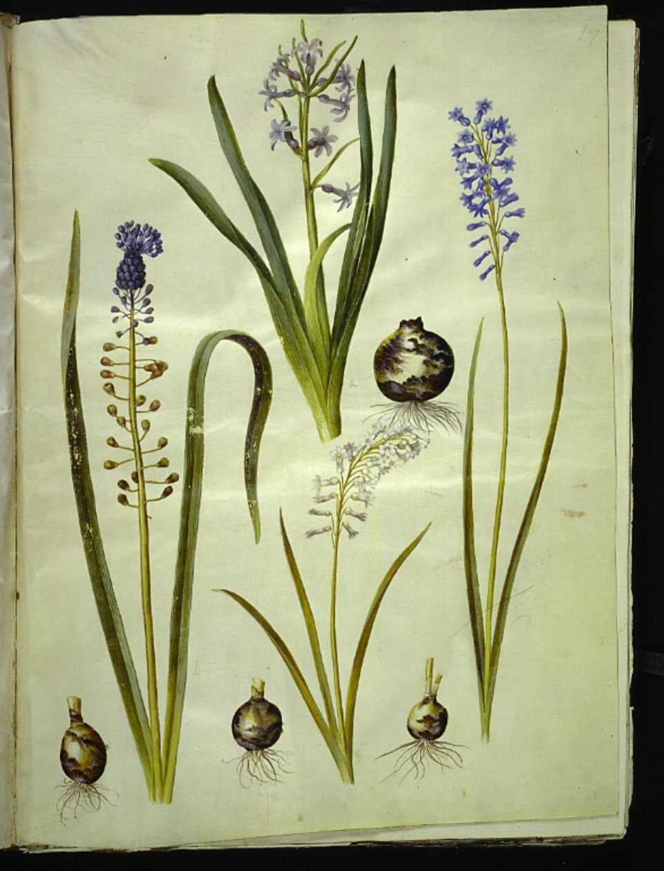 オリエンタル ヒヤシンス (almindelig hyacint); Muscari comosum (duskhyacint); Brimeura amethystina (ピレネイスクブルー) 作： ハンス・サイモン・ホルツベッカー