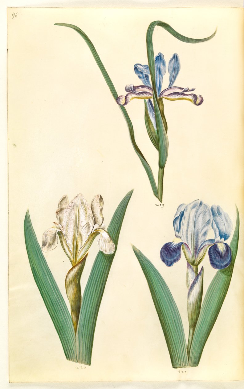 アイリス・グラミネア（アイリス・アイリス）; Iris lutescens または Iris pumila (?) (小人アイリスまたは低アイリス) 作： ハンス・サイモン・ホルツベッカー
