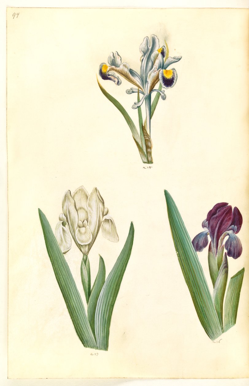 Iris persica (ペルシャ アイリス); Iris lutescens または Iris pumila (?) (小人アイリスまたは低アイリス) 作： ハンス・サイモン・ホルツベッカー