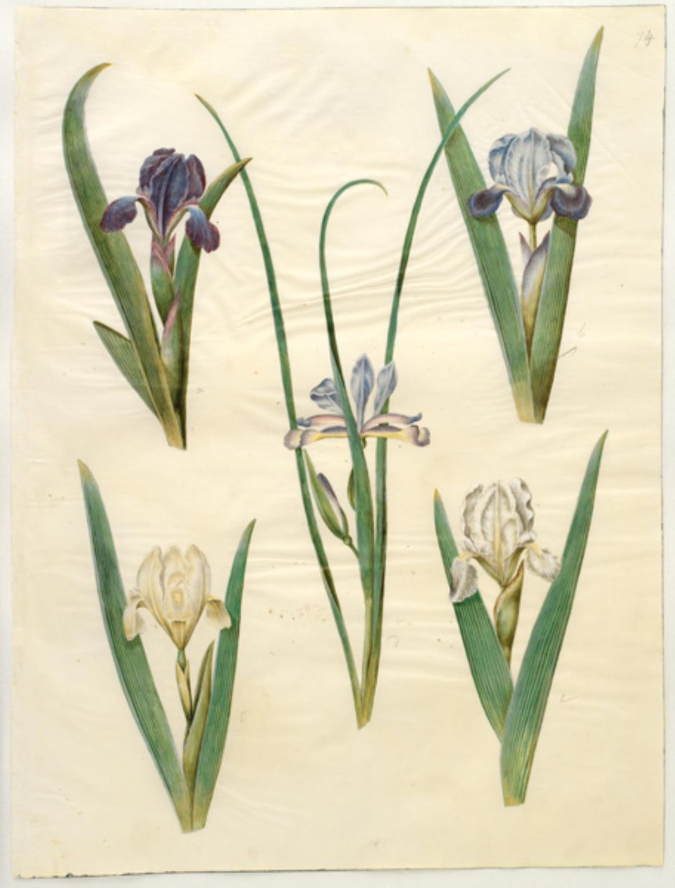 Iris pumila (低虹彩) または Iris lutescens (小人虹彩); アイリスグラミネア（グラスリーフアイリス） 作： ハンス・サイモン・ホルツベッカー