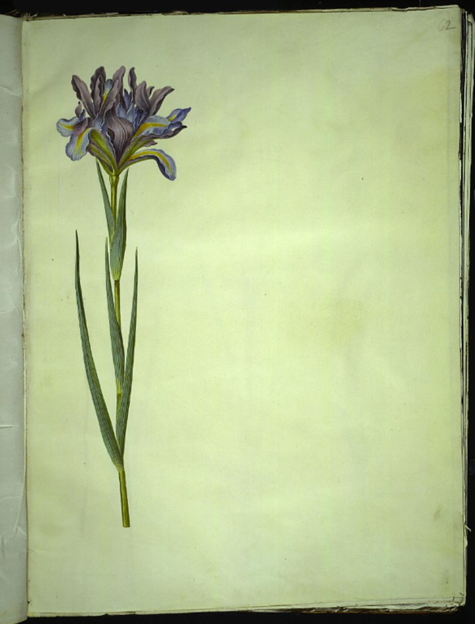 Iris xiphium (スペインのアイリス) 作： ハンス・サイモン・ホルツベッカー