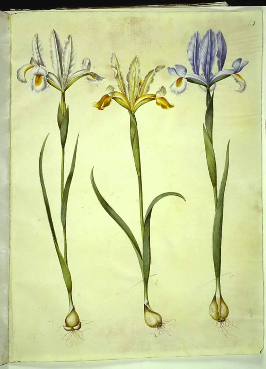 Iris xiphium (スペインの虹彩) または Iris latifolia (英語の虹彩); Iris xiphium (スペインのアイリス) 作： ハンス・サイモン・ホルツベッカー