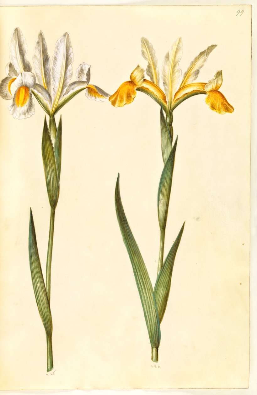 アイリス・キシフィウム、おそらく Iris latifolia (?) (スペイン語のアイリスまたは英語のアイリス) 作： ハンス・サイモン・ホルツベッカー