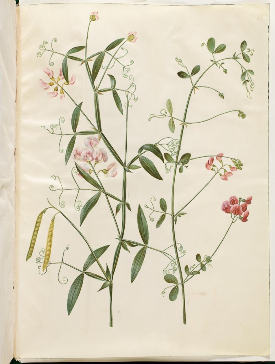 Lathyrus sylvestris (森の平らなさや); Lathyrus tuberosus (塊茎の平らなさや) 作： ハンス・サイモン・ホルツベッカー