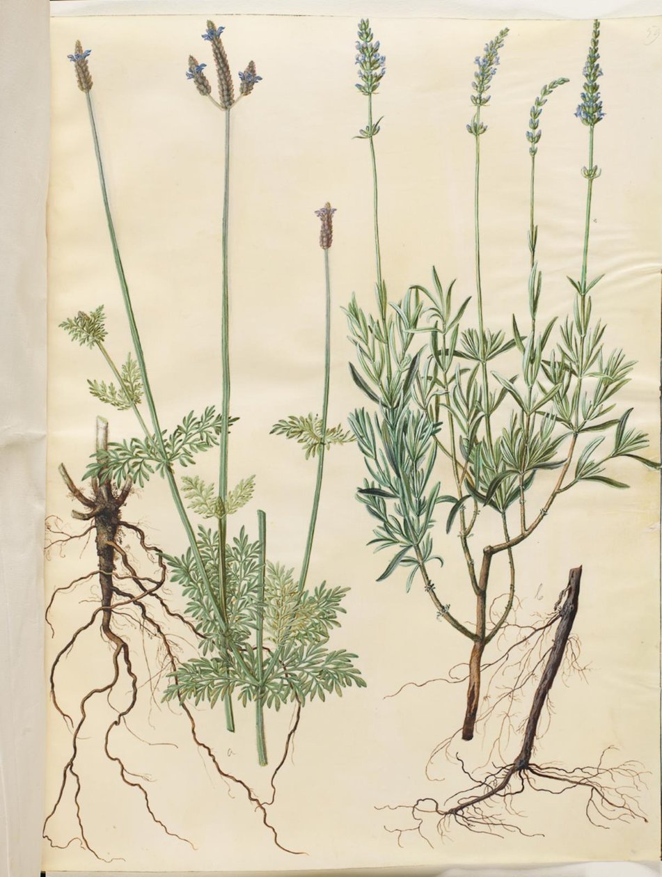 Lavandula multifida（スパイクラベンダー）; Lavandula angustifolia (真のラベンダー) 作： ハンス・サイモン・ホルツベッカー