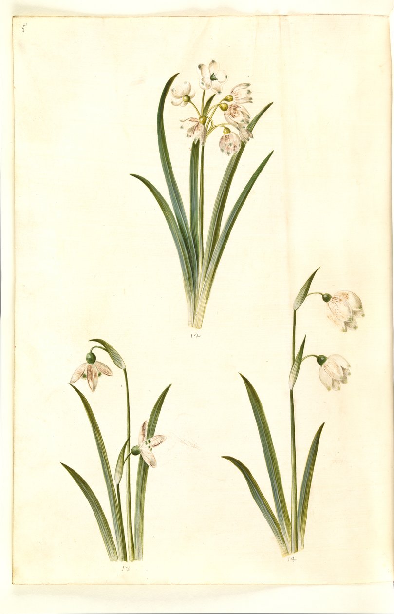 Leucojum aestivum (夏の梅); Galanthus nivalis (一般的なスノー ドロップ); Leucojum vernum (ドロテア ユリ) 作： ハンス・サイモン・ホルツベッカー