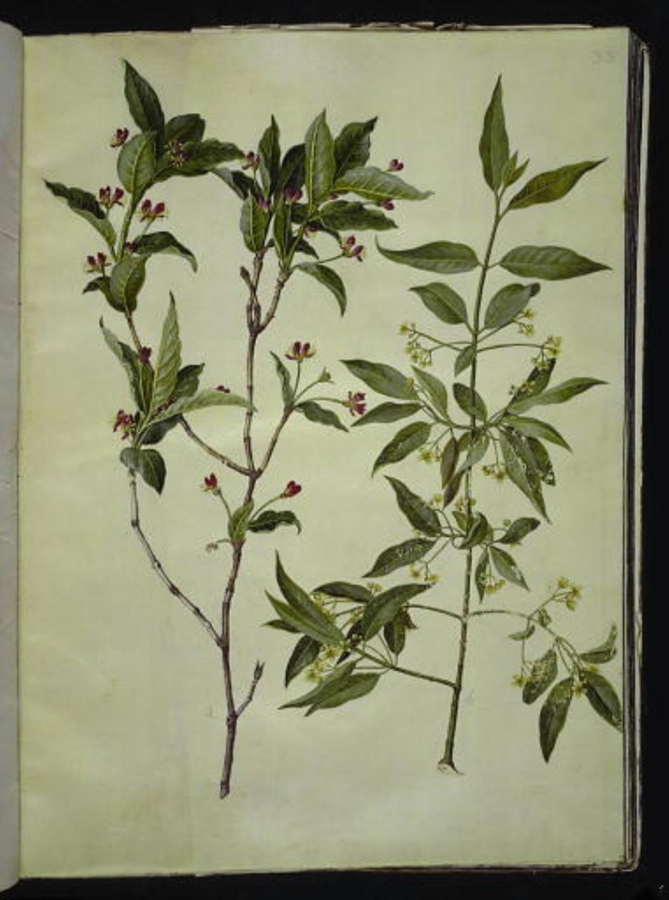 Lonicera alpigena (高山ヤギの葉); Euonymus europaeus (コモンボーンウッド) 作： ハンス・サイモン・ホルツベッカー