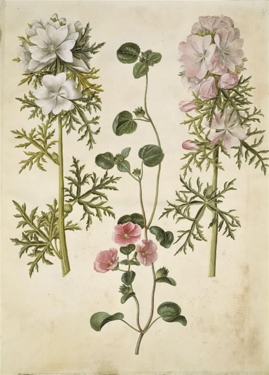 Malva moschata (ムスクキャノピー); MalvaまたはMalope（art af katostまたはmalope） 作： ハンス・サイモン・ホルツベッカー