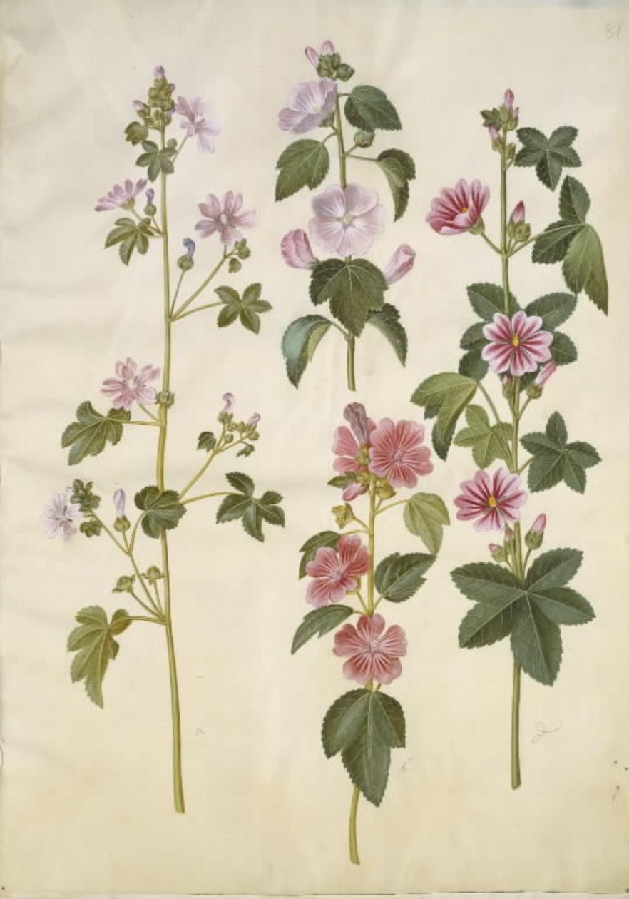 Malva sylvestris (一般的な猫のチーズ); Lavatera thuringiaca (ジャーマン ポプラ ローズ) 作： ハンス・サイモン・ホルツベッカー