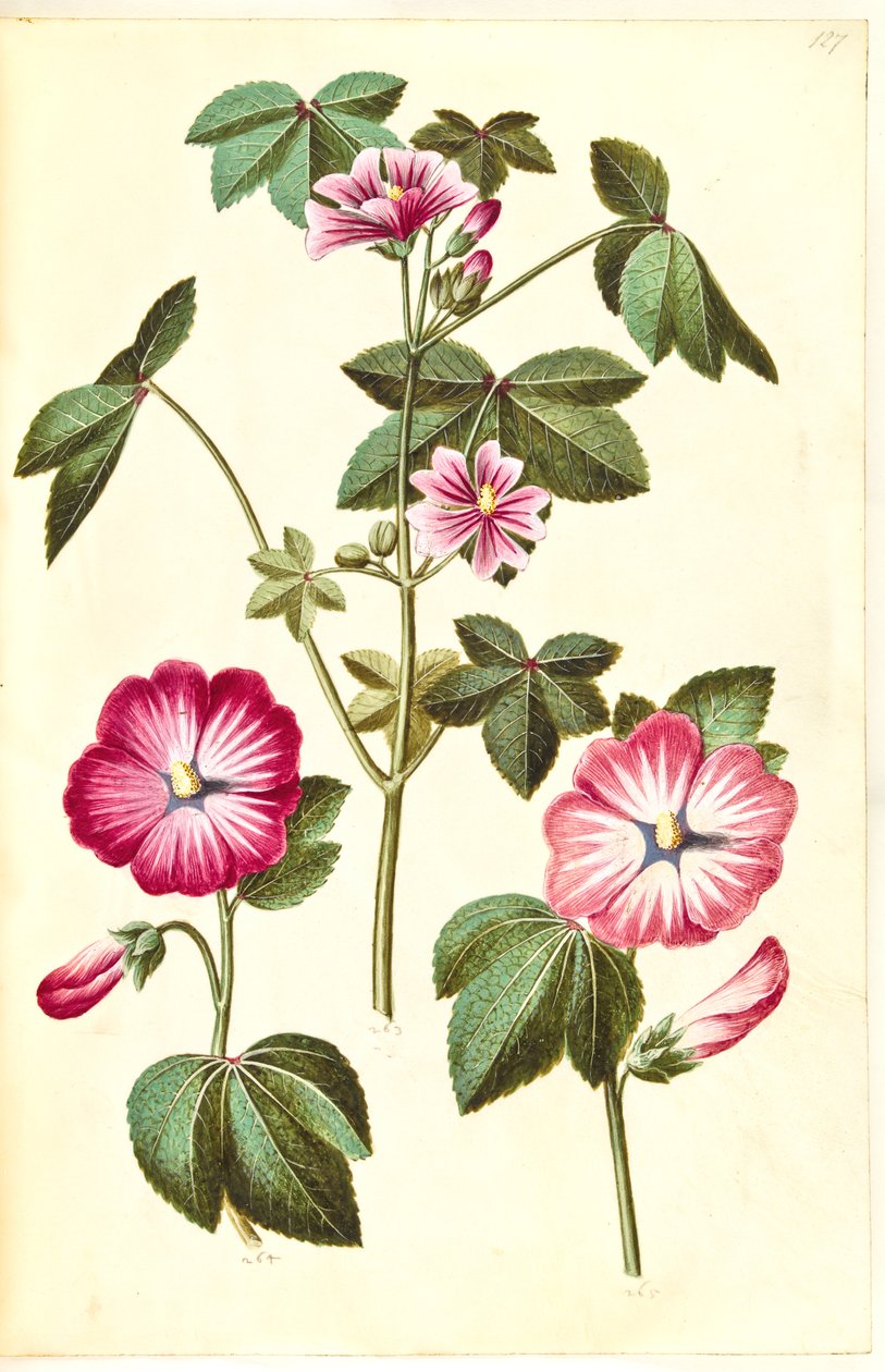 Malva sylvestris (一般的な猫のチーズ); Lavatera trimestris (マムルークワーム) 作： ハンス・サイモン・ホルツベッカー