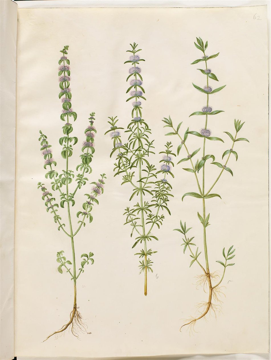 Mentha pulegium (ポレイミント); Mentha cervina (シカミント); ハッカ（ハッカの一種） 作： ハンス・サイモン・ホルツベッカー