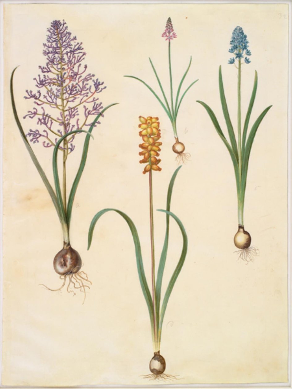 Muscari comosum (ヒヤシンスの花); Scilla autumnalis (høst-skilla); Hyacinthoides italica (italiensk klokeskilla); Muscari macrocarpum (イエロー パール ヒヤシンス) 作： ハンス・サイモン・ホルツベッカー