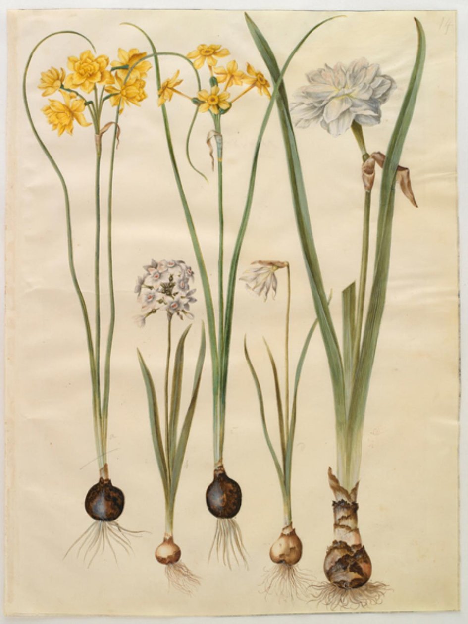 Narcissus jonquilla (siv-narcis); 水仙タゼッタ（tazet）; Narcissus pseudonarcissus moschatus（ムスク水仙）; 詩的な水仙 (pinselilje) 作： ハンス・サイモン・ホルツベッカー