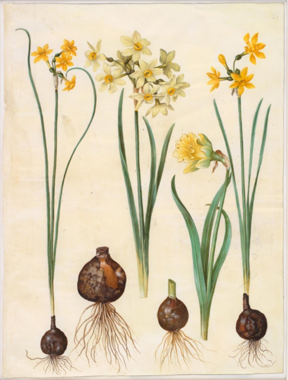 スイセン・ジョンキラ（ラッシュ・スイセン）; Narcissus tazetta aureus (ゴールドタゼット); Narcissus pseudonarcissus bicolor（二色水仙） 作： ハンス・サイモン・ホルツベッカー