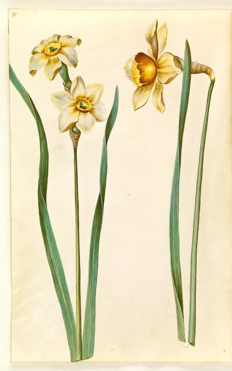 Narcissus ×mediluteus (toblomstret narcissus); 水仙×比類なき（ナルシスト持ち） 作： ハンス・サイモン・ホルツベッカー