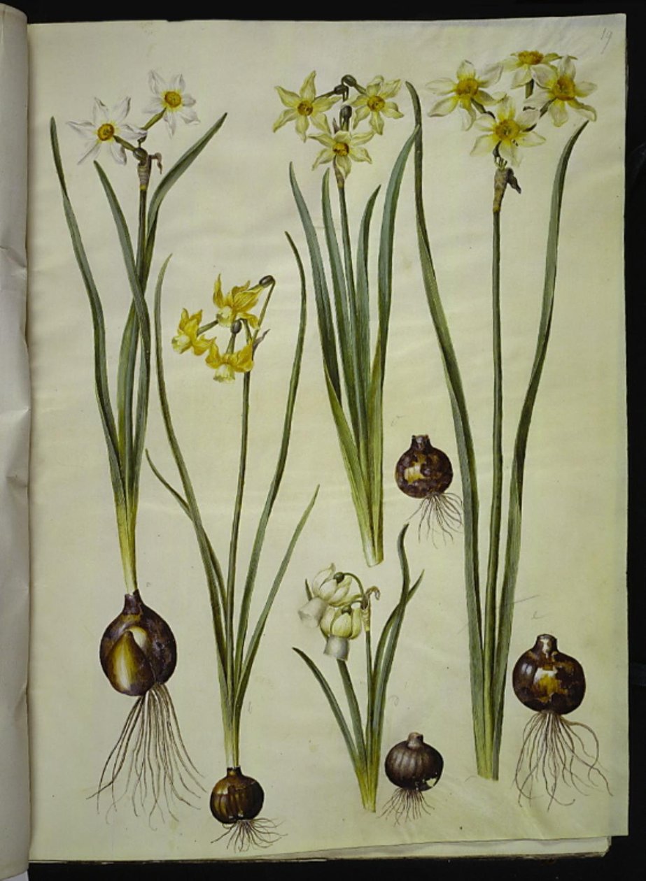 詩的な水仙 (pinselilje); 水仙 triandrus (蘭水仙); Narcissus ×mediluteus (toblomstret narcissus) 作： ハンス・サイモン・ホルツベッカー