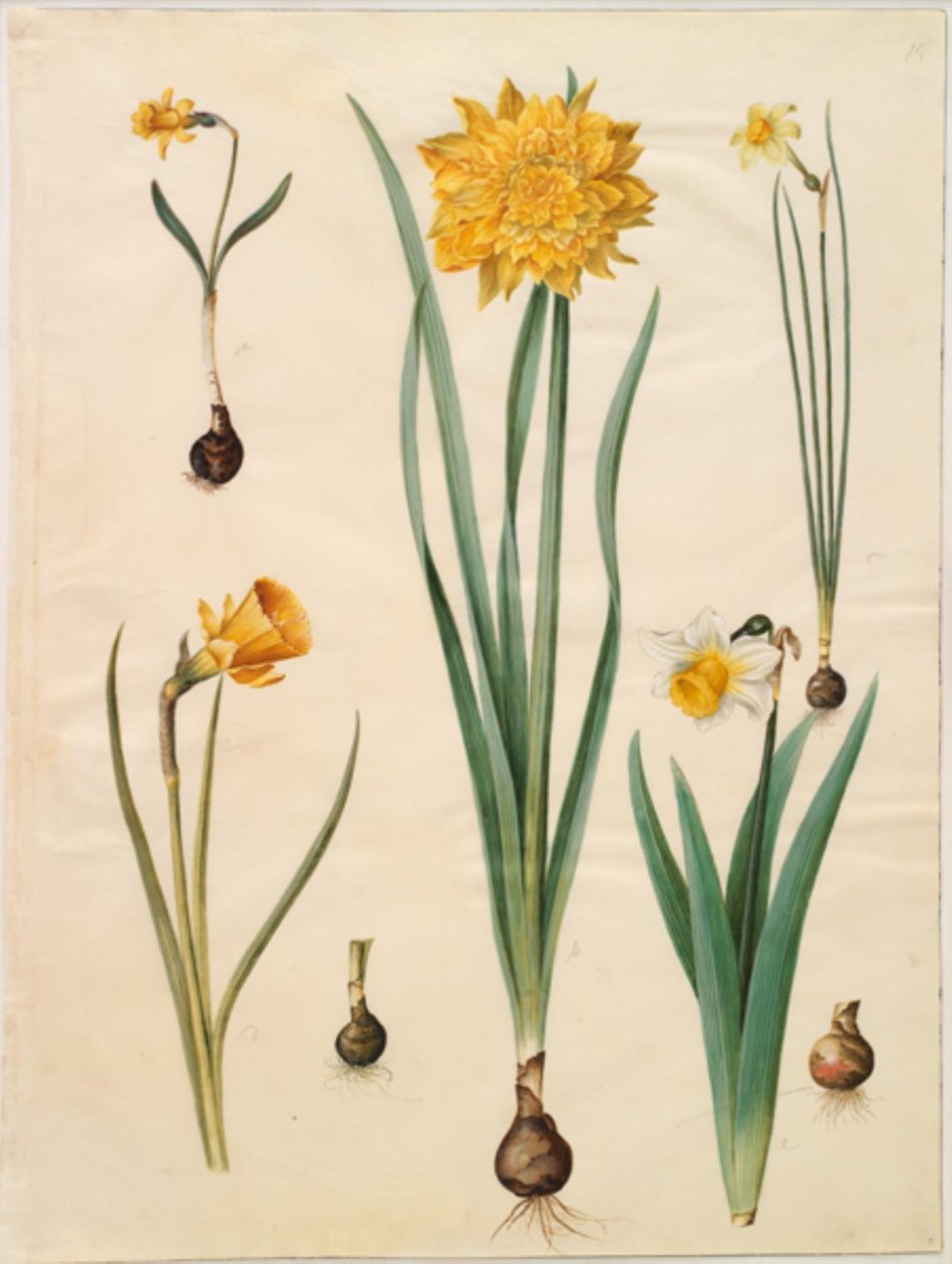 Narcissus pseudonarcissusマイナー; 水仙偽水仙（水仙）; 水仙×tenuior; 水仙球根（クリノリン水仙）; Narcissus pseudonarcissus bicolor（二色水仙） 作： ハンス・サイモン・ホルツベッカー