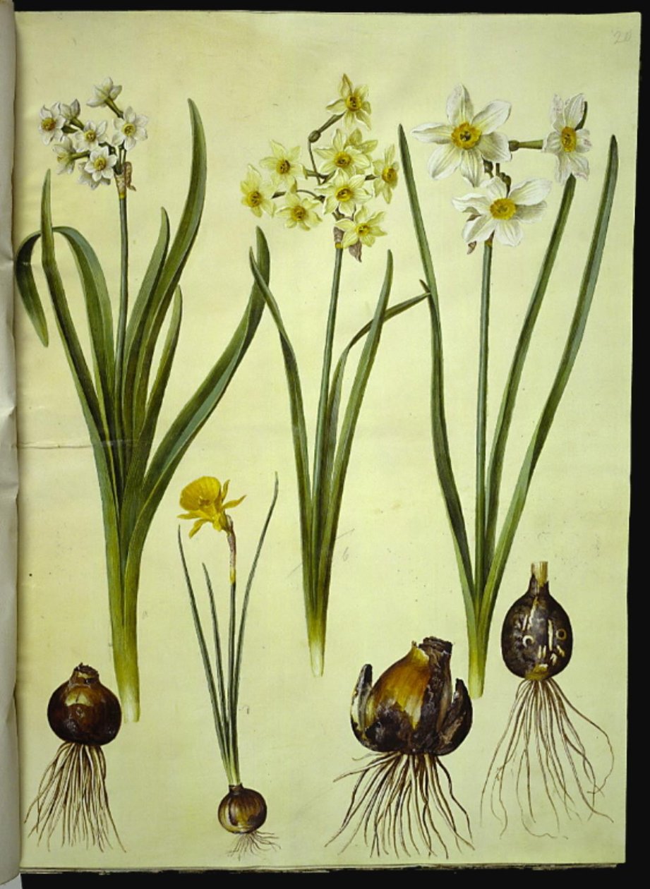 水仙タゼッタ（tazet）; Narcissus ×medioluteus (toblomstret narcis); Narcissus bulbocodium (クリノリン-ナルシス) 作： ハンス・サイモン・ホルツベッカー