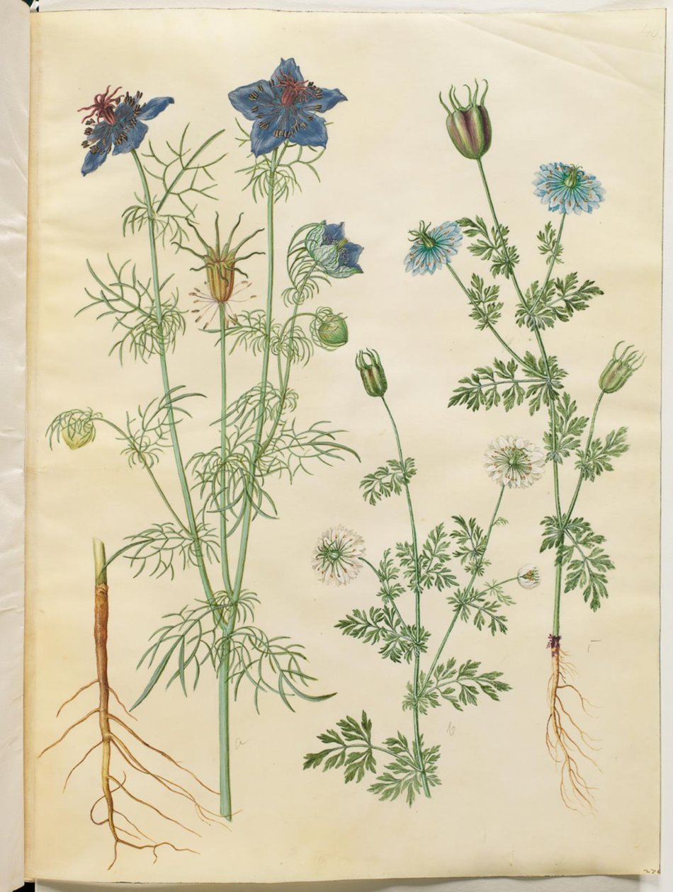 Nigella hispanica (茂みの中の悪魔); ニゲラサティバ（ブラッククミン） 作： ハンス・サイモン・ホルツベッカー
