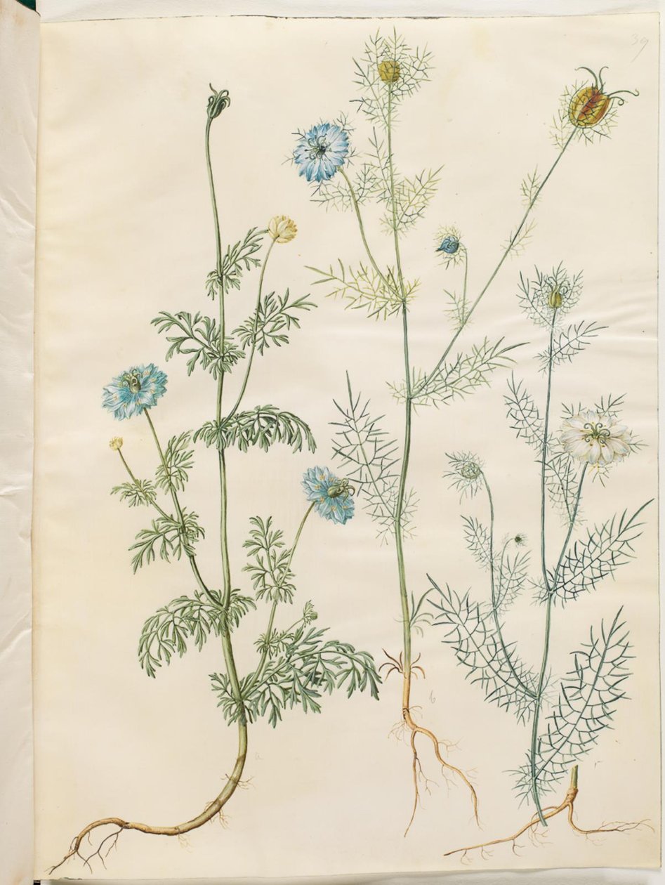 ニゲラサティバ（ブラッククミン）; Nigella damascena (緑の中の処女) 作： ハンス・サイモン・ホルツベッカー