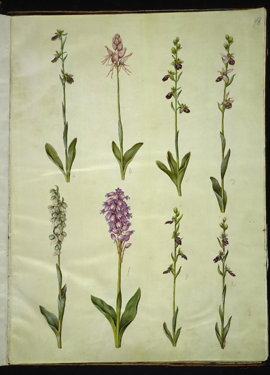 Ophrys apifera または Ophrys sphegodes (ハエバエの花または初期のハエの花); "Orchis simia" (幻想的な花); オフリス・アフィフェラ（ハチバエの花）; Orchis (カッコウハーブ); Orchis militaris (Knight